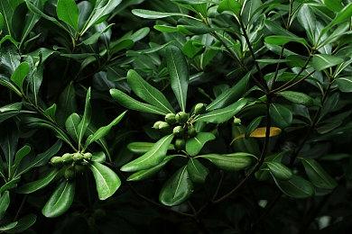 《少女前线》停服公告及后续安排 12月31日关服