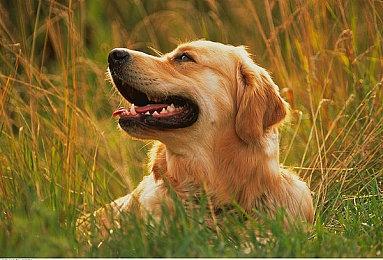 《明末：渊虚之羽》全新截图 极具视觉冲击力！